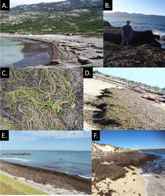 Tropicalization of seagrass macrophyto<mark class="highlighted">detritus</mark> accumulations and associated food webs